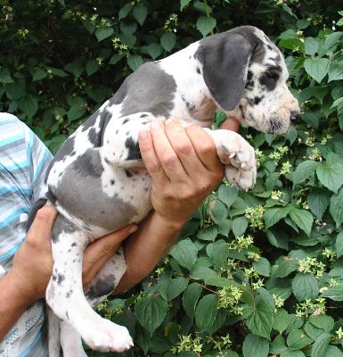 Grand Prix Singularis