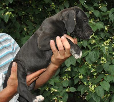 Glamour Girl Singularis