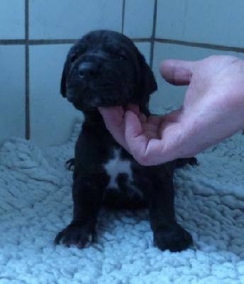 Muffin von der Wolfsh�hle