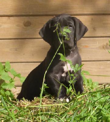 Muffin von der Wolfsh�hle