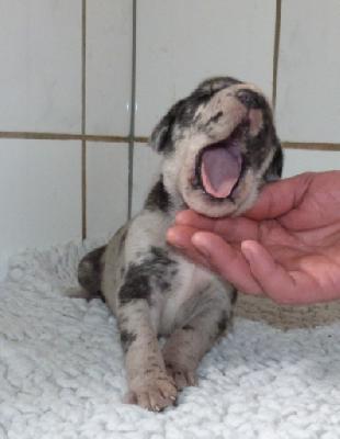 Merlin von der Wolfsh�hle