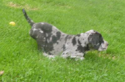 Merlin von der Wolfsh�hle