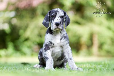 Merlin von der Wolfsh�hle