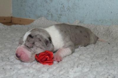 McGyver von der Wolfsh�hle