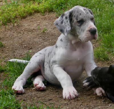 McGyver von der Wolfsh�hle