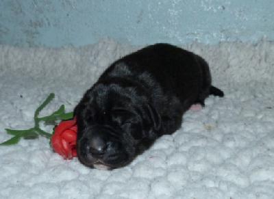 Mokka von der Wolfsh�hle