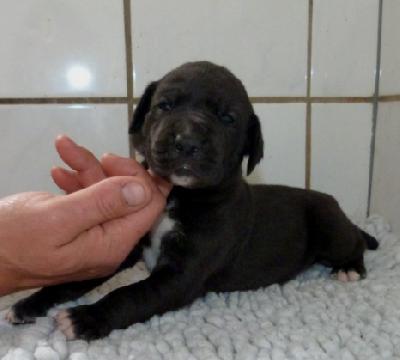 Mokka von der Wolfsh�hle