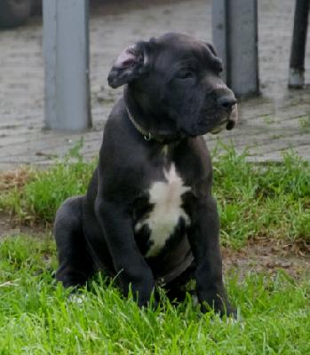 Mokka von der Wolfsh�hle