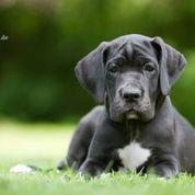 Mokka von der Wolfsh�hle