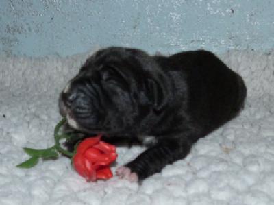 Mascha von der Wolfsh�hle