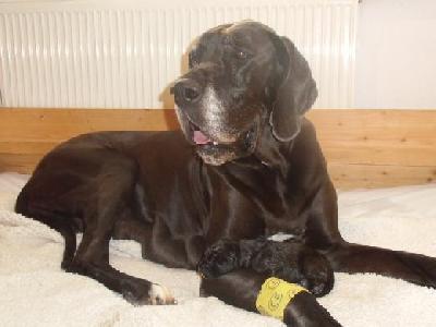 Cerberus Vom Mephisto