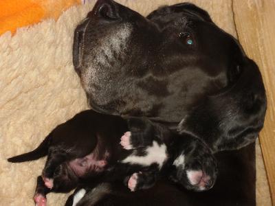 Cerberus Vom Mephisto