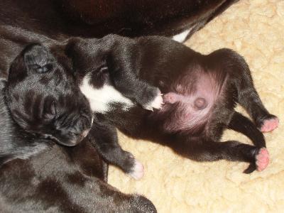 Cerberus Vom Mephisto