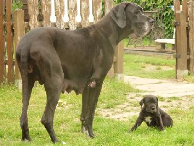 Cerberus Vom Mephisto