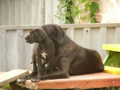 Cerberus Vom Mephisto