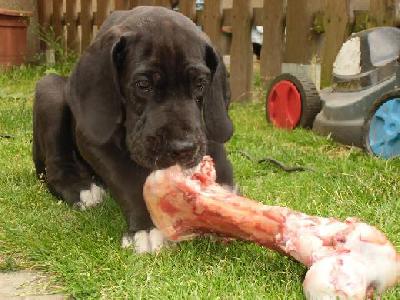 Cerberus Vom Mephisto