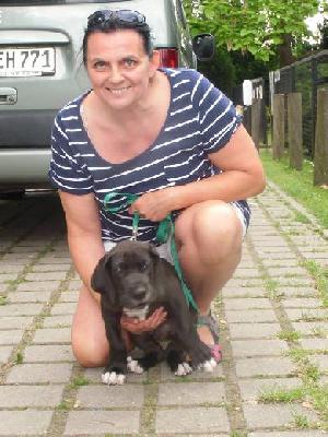 Cerberus Vom Mephisto