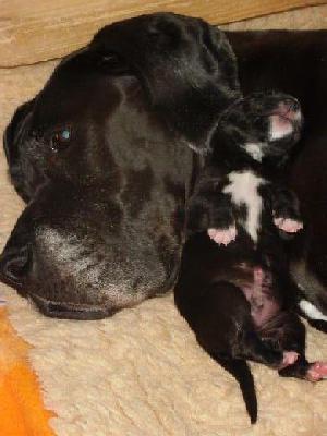 Cerberus Vom Mephisto