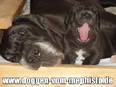 Cerberus Vom Mephisto