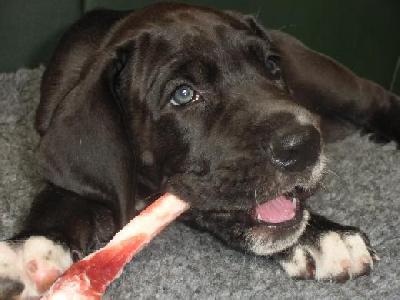 Cerberus Vom Mephisto