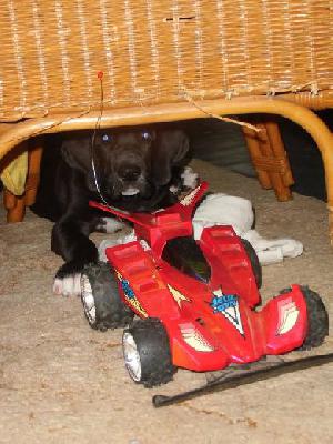 Cerberus Vom Mephisto