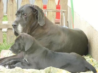 Cerberus Vom Mephisto