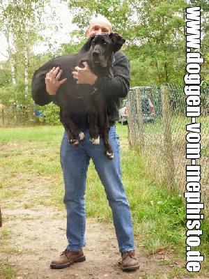 Cerberus Vom Mephisto