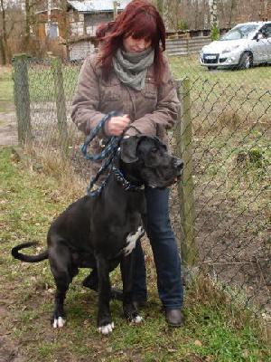 Cerberus Vom Mephisto