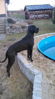 Cerberus Vom Mephisto