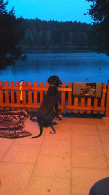 Cerberus Vom Mephisto