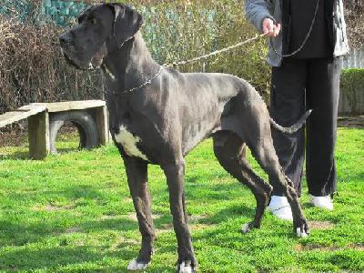 Cerberus Vom Mephisto