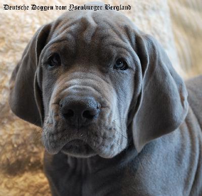 Baptiste vom Ysenburger Bergland