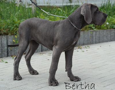 Bertha vom Ysenburger Bergland