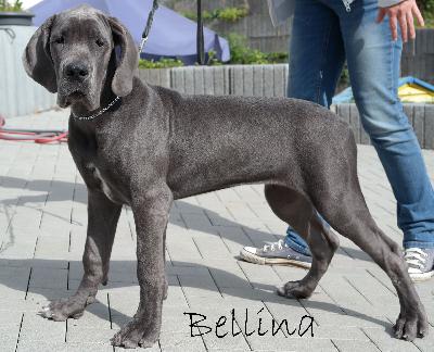 Bellina vom Ysenburger Bergland