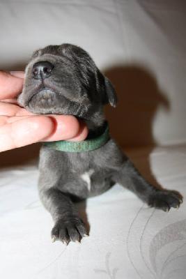 Espada-Danes Bad Boy Blue