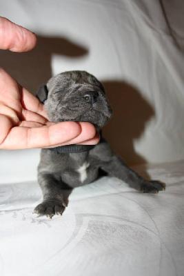 Espada-Danes Blockbuster