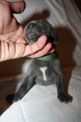 Blaues Wunder Espada-Danes