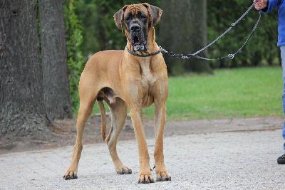 Top Gun vom Hause Rawert