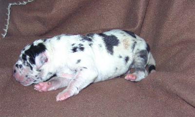 Made by Tabs Vom Waldfrieden