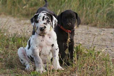 Made by Tabs Vom Waldfrieden