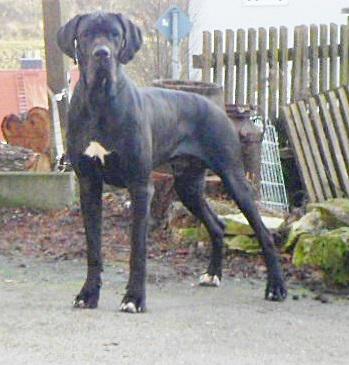 Marmaduke Vom Waldfrieden