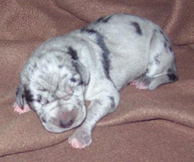 Memories of Love from Tabs and Cherrie Vom Waldfrieden