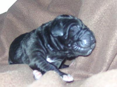 Midnight Vom Waldfrieden