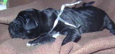 My sweet Daughter Vom Waldfrieden