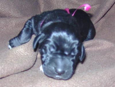 Magnolia Vom Waldfrieden