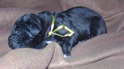 Miracle Vom Waldfrieden