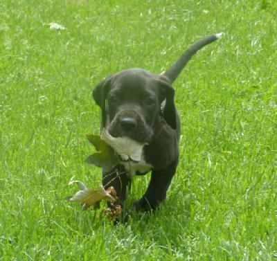 Nugat von der Wolfsh�hle