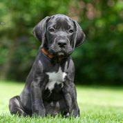 Nugat von der Wolfsh�hle