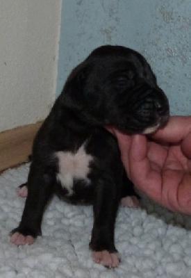 Nullinger von der Wolfsh�hle