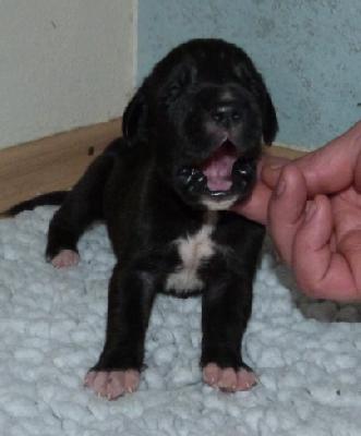 Nacho von der Wolfsh�hle